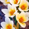 white-crocus-paint-by-numbers