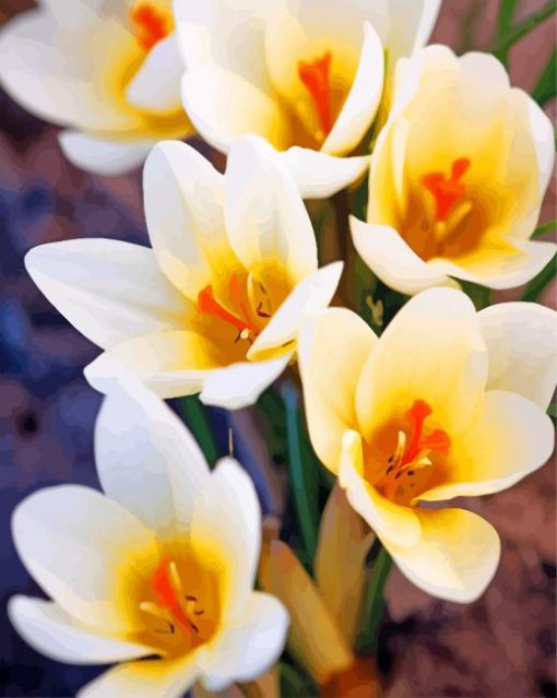white-crocus-paint-by-numbers