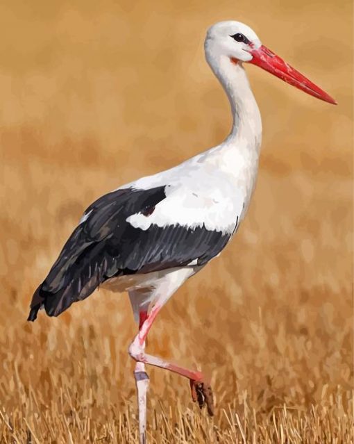 White Stork Bird Animal Paint by numbers