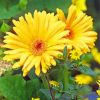 Yellow Gerbera Daisy paint by numbers