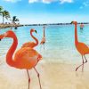 Aruba Flamingos paint by numbers