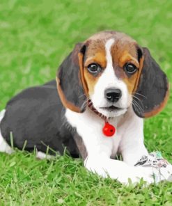 Beagle Puppy paint by numbers