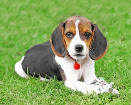 Beagle Puppy paint by numbers