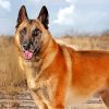 Belgian Malinois paint by numbers