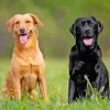 Black And Blonde Labradors paint by numbers