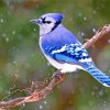 Blue-Jay-JanLewis-paint-by-number