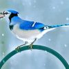 Blue-Jay-paint-by-numbers