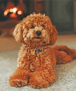 Brown Poodle Dog paint by numbers