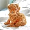 Brown Poodle Puppy paint by numbers