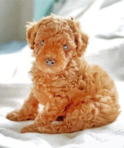 Brown Poodle Puppy paint by numbers