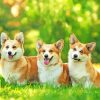 Corgie Dogs paint by numbers