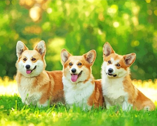 Corgie Dogs paint by numbers