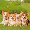 Corgie Puppies paint by numbers