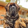 English Mastiff Dog paint by numbers