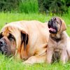 English Mastiff Dogs paint by numbers