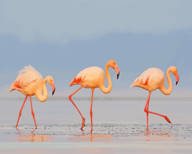The Greater Flamingos paint by numbers