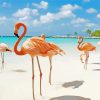 Flamingos In Turks And Caicos paint by numbers