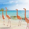 Flamingos In Aruba Beach paint by numbers