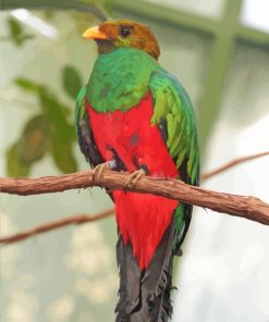 Golden Headed Quetzal paint by numbers