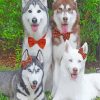 Husky Dogs Family paint by numbers