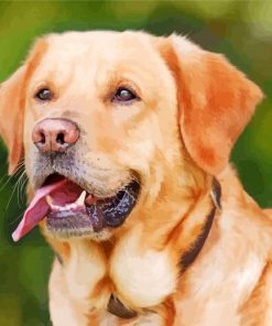 Labrador Retriever Animal Dog paint by numbers