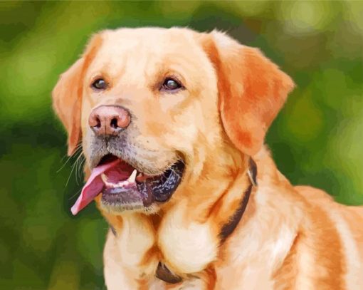 Labrador Retriever Animal Dog paint by numbers