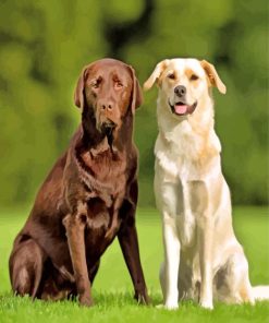 Couple Labrador Retriever Dogs paint by numbers