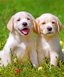 Labrador Retriever Pets Dogs paint by numbers