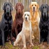 Labrador-Retrievers-paint-by-numbers