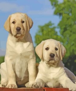 Labradors Puppies Dogs paint by numbers