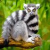 Lemur Primate Animal paint by numbers