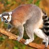 Lemur paint by numbers