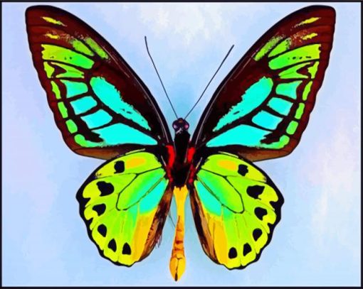 Lepidoptera Butterfly paint by numbers