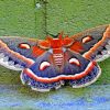 Moth Butterfly paint by numbers