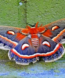 Moth Butterfly paint by numbers