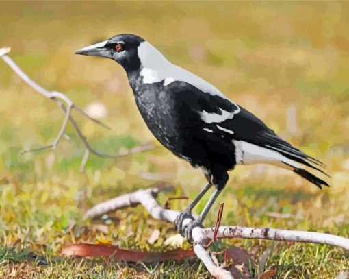 Magpie Bird paint by numbers