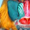 Mandrill Face paint by numbers
