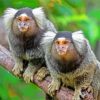Marmosets paint by numbers
