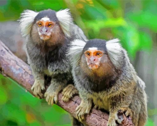 Marmosets paint by numbers