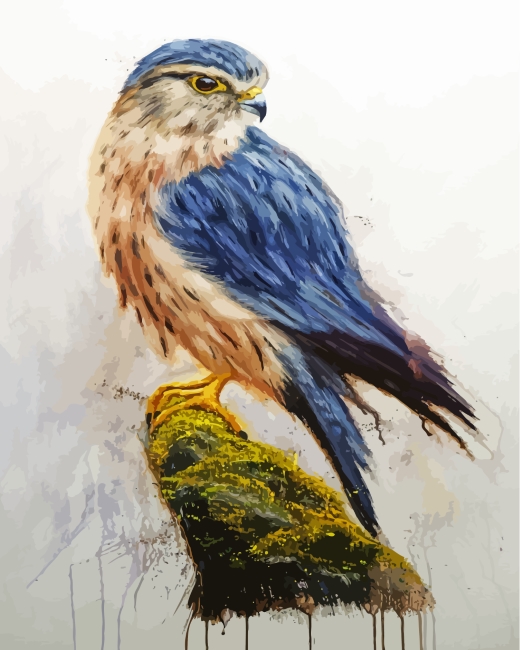Merlin Falcon Bird paint by numbers