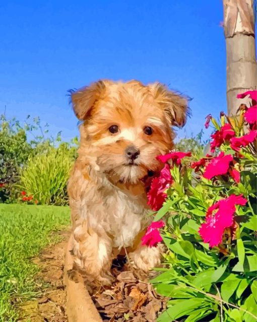 Morkie Dog With Flowers paint by numbers