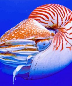 Nautilus Animal paint by numbers