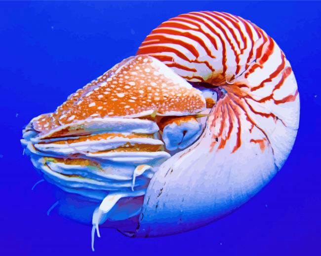 Nautilus Animal paint by numbers