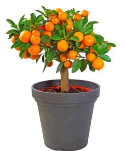 Orange Tree Plant paint by numbers