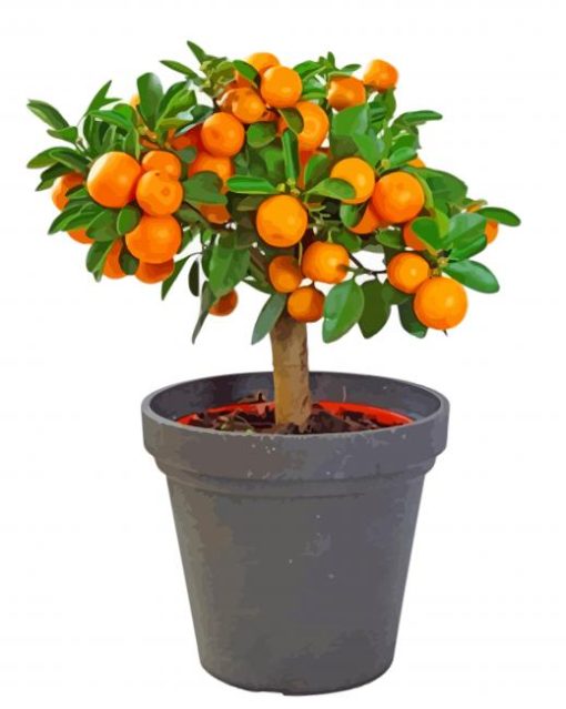 Orange Tree Plant paint by numbers