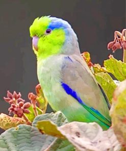The Pacific Parrotlet paint by numbers