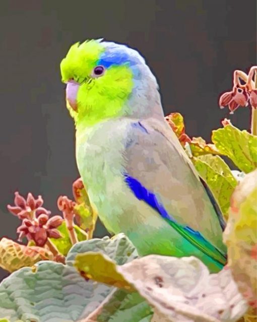 The Pacific Parrotlet paint by numbers