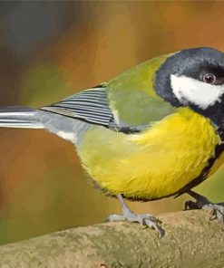 Parus Male Bird paint by numbers
