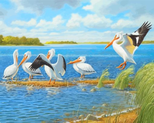 Pelicans Bird paint by numbers