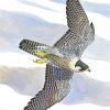 Peregrine Falcon Bird Art paint by numbers